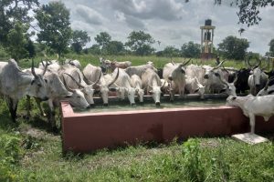 FINALISATION ET TEST DES DISPOSITIFS D’ABREUVEMENT ET D’AFFOURAGEMENT POUR BETAIL AU PROFIT DES BENEFICIAIRES DU ProCAB